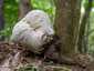 Pikkelyes pöfeteg (Lycoperdon utriforme), Budai-hegység